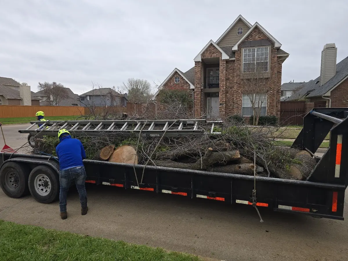 Expert Tree Pest Control with proper safety equipment in Clifton